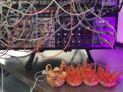 Как грибы на модульном синтезаторе играли