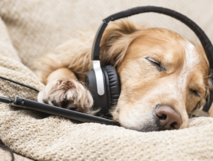Create Music Group и Music For Pets предложат музыку для домашних животных